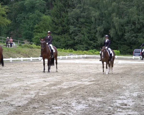 Reitturnier Halver 2020