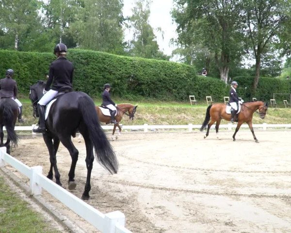 Reitturnier Halver 2020