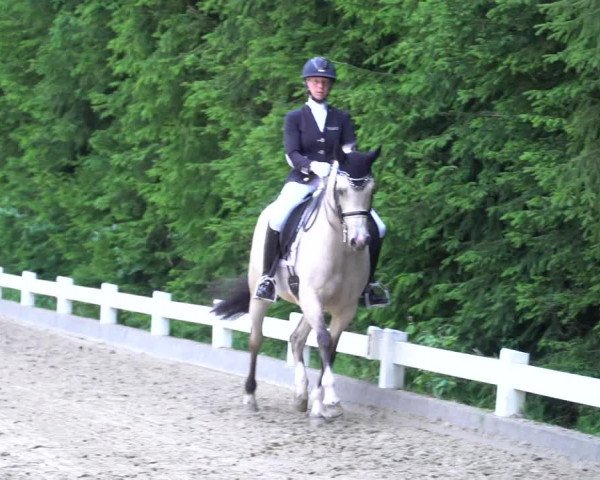 Reitturnier Halver 2020