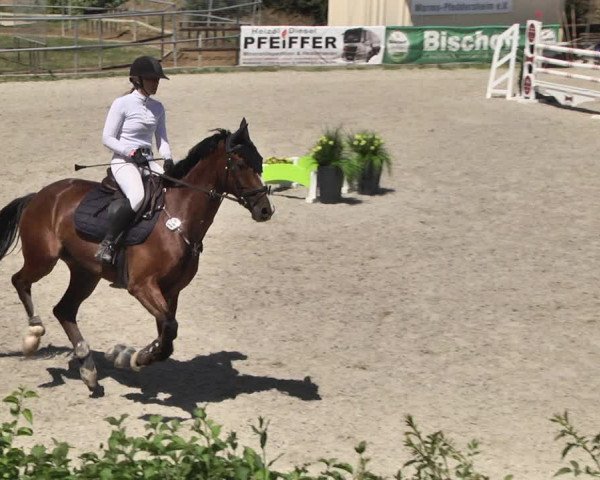 Reitturnier Worms-Pfeddersheim / Reitsportanlage Wittemer 2020