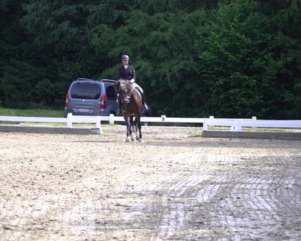 Reitturnier Halver 2020