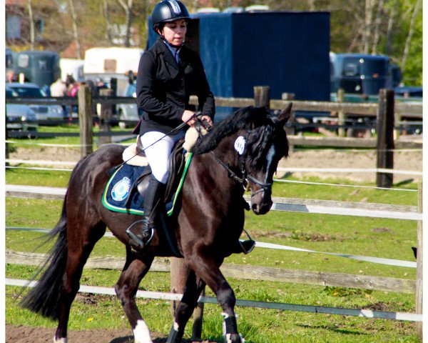 Pferd Mafioso 15 (Deutsches Reitpony, 2009, von Man in Black)