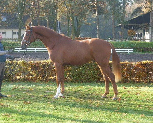 horse Hengst von Quaterhall (Hanoverian, 2013, from Quaterhall)