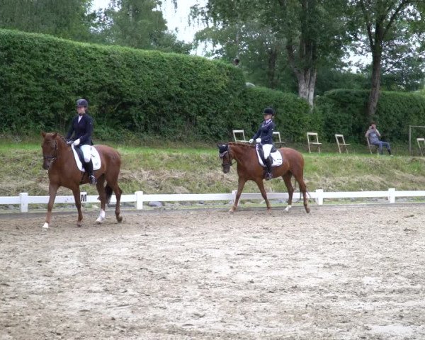 Reitturnier Halver 2020