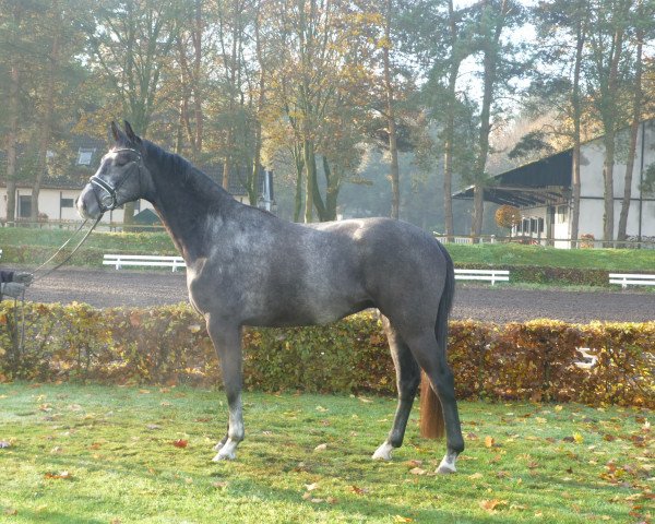 horse Wallach von Fürst Nymphenburg (Hanoverian, 2012, from Fürst Nymphenburg)