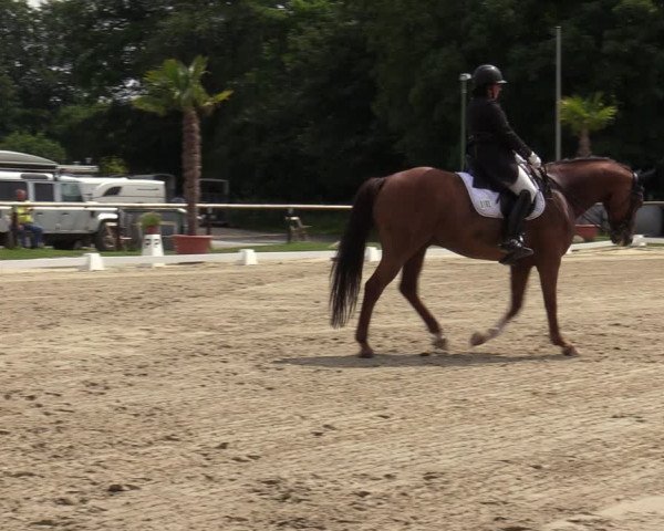 Reitturnier Halver 2020