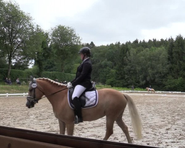 Reitturnier Halver 2020