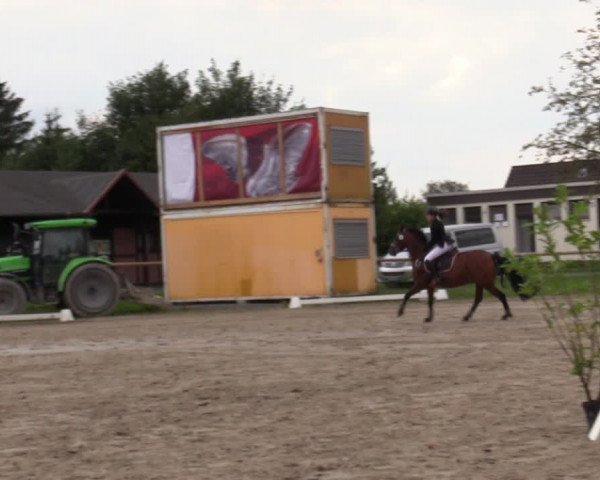 Reitturnier Halver 2020