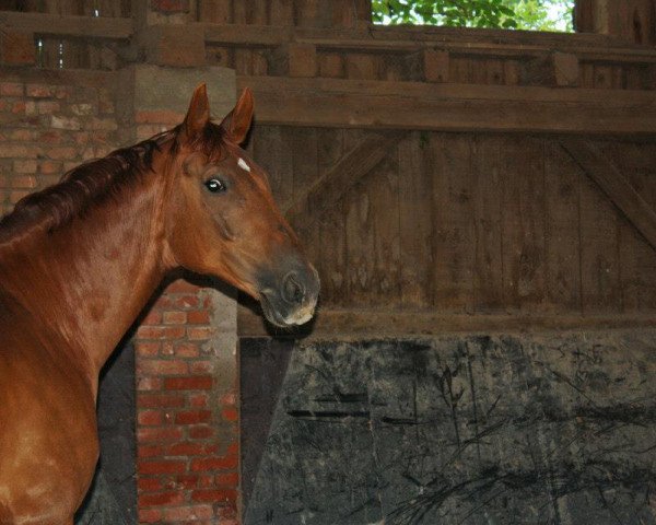 Pferd Fellino 9 (Württemberger, 2004, von Falsterbo)