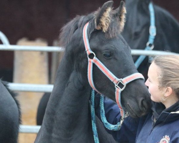 Pferd Eve (Friese, 2015, von Douwe)