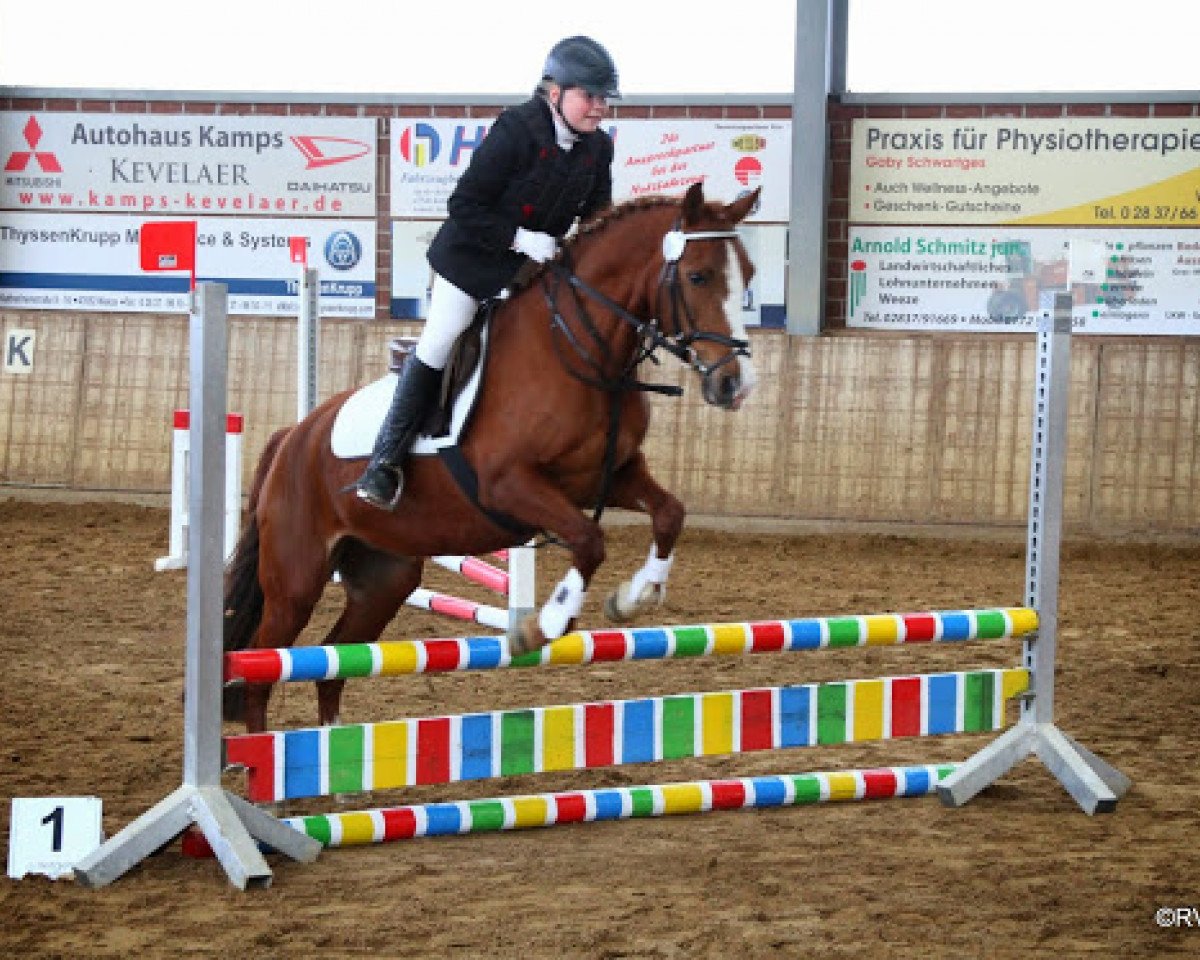 dressage horse Baleika (German Riding Pony, 2006, from Double-Inn (JF))
