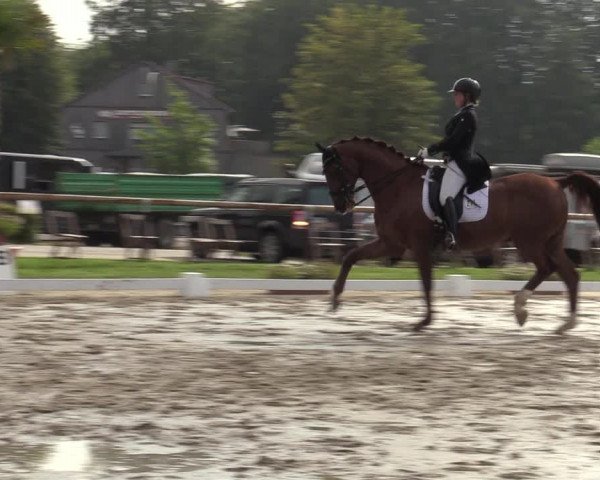 Reitturnier Halver 2020