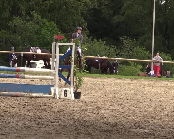 Reitturnier Halver 2020