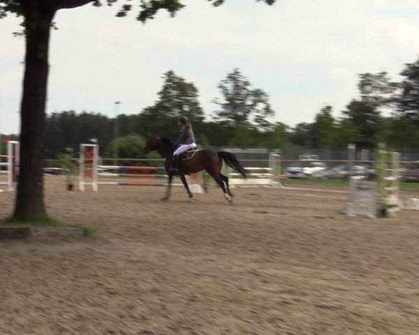 Reitturnier Halver 2020
