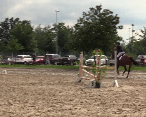 Reitturnier Halver 2020