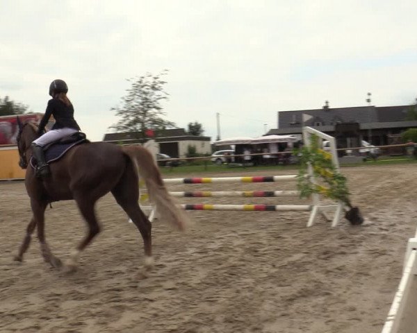 Reitturnier Halver 2020
