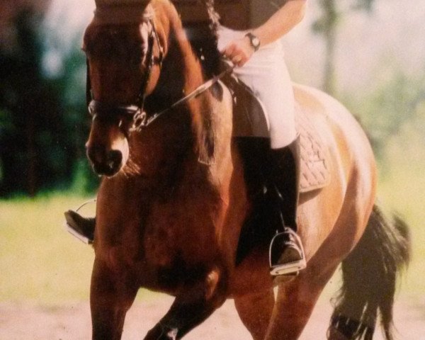 horse Payana (Rhinelander, 1995, from Polany)