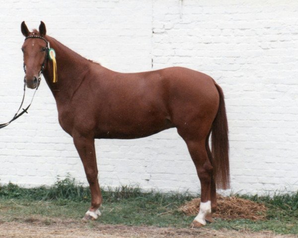 Zuchtstute Pasadena (Rheinländer, 1986, von Plattenstar)