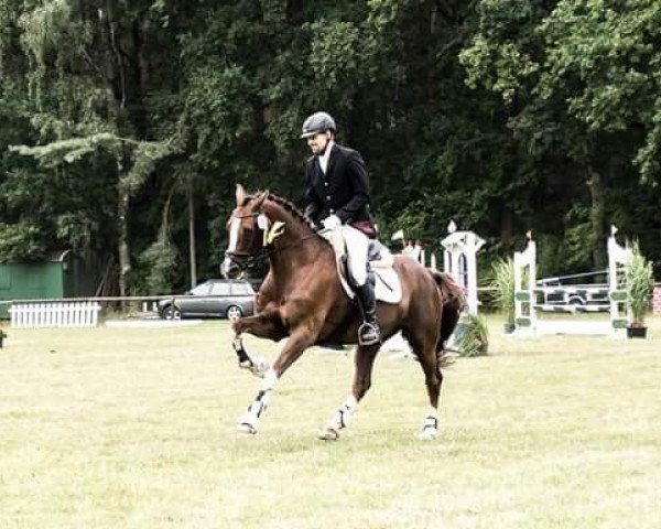 jumper D'Carlito (Hanoverian, 2001, from D'Olympic)