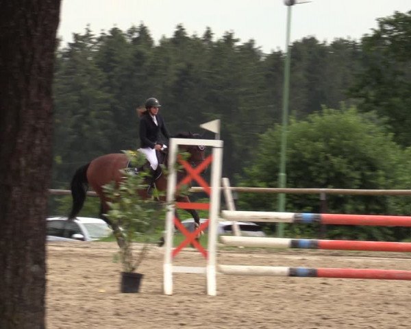 Reitturnier Halver 2020