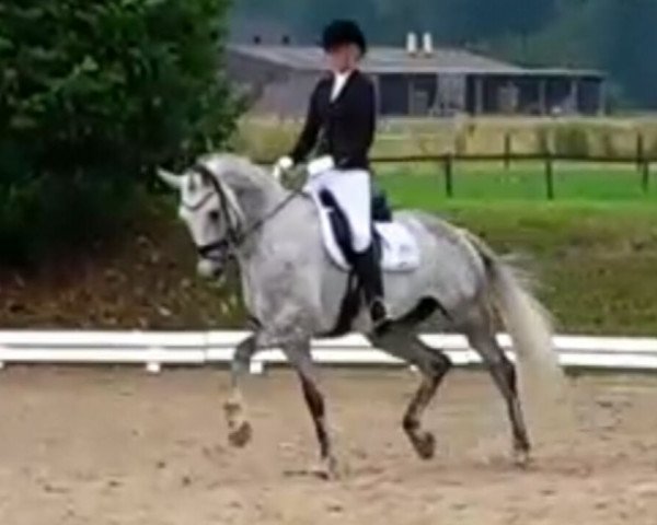 broodmare Rachel 78 (German Warmblood, 2009, from Rosenstein)