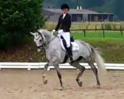 broodmare Rachel 78 (German Sport Horse, 2009, from Rosenstein)