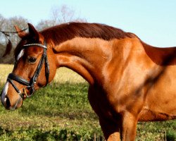 dressage horse Calimero 602 (Hanoverian, 2008, from Charming Boy 38)