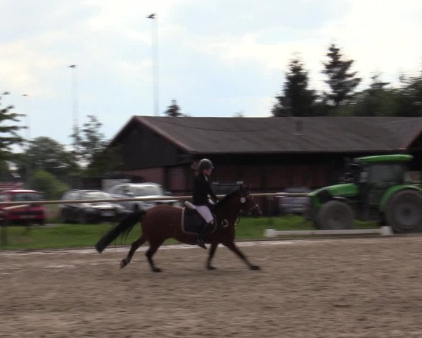 Reitturnier Halver 2020