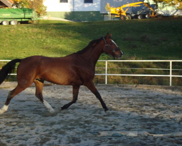 Horse Casparo (Oldenburger, 2010, from Ciacomo)