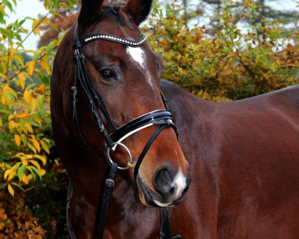 dressage horse Coco Chanel 189 (Oldenburg, 2008, from Sion)