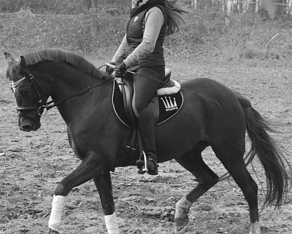 broodmare Sandra 346 (German Riding Pony, 2000, from Anjershof Rocky)