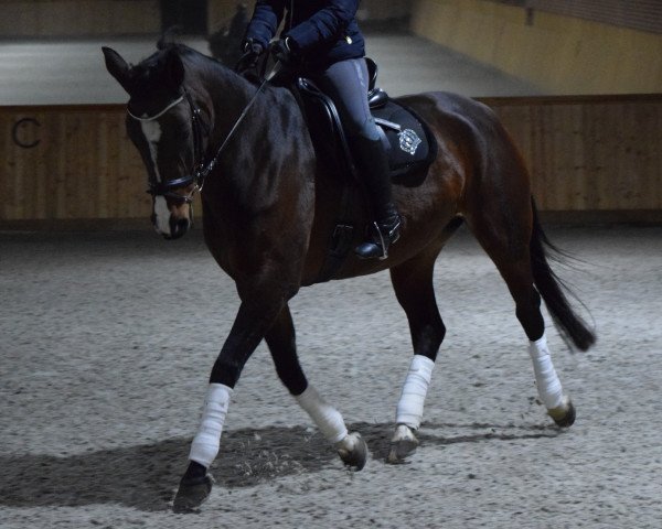 dressage horse Firiel (Westphalian, 2007, from Fuerto)