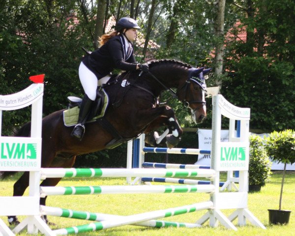 Springpferd Pallimero (Brandenburger, 1998, von Prinz Pilot)