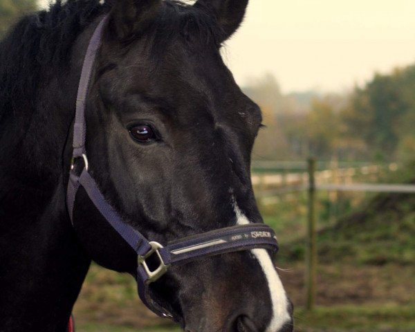 Springpferd Casiro's Donar (Zweibrücker, 2006, von Casiro I)