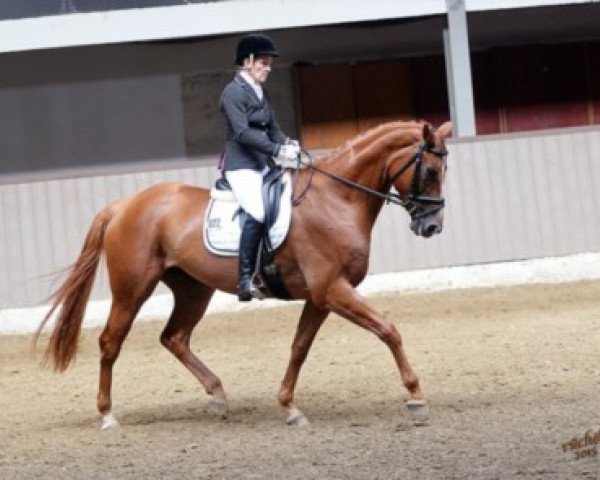 broodmare Lilly Lopez GH (Hanoverian, 2009, from Locksley II)
