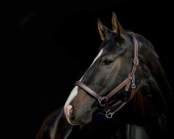 jumper Casino Royal 28 (Oldenburg, 2009, from Coronas 2)