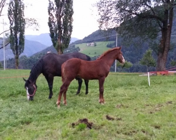 stallion Arcco MA (German Sport Horse, 2015, from Acolydor)