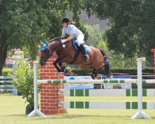 jumper Bonito 280 (German Riding Pony, 2000, from Bossanova)