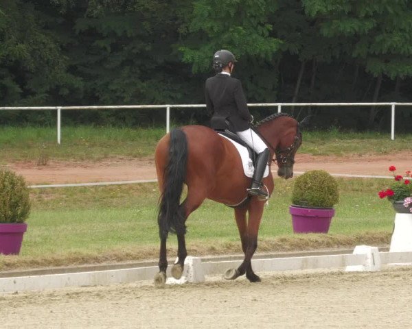 Reitturnier Heiligenwald 2020