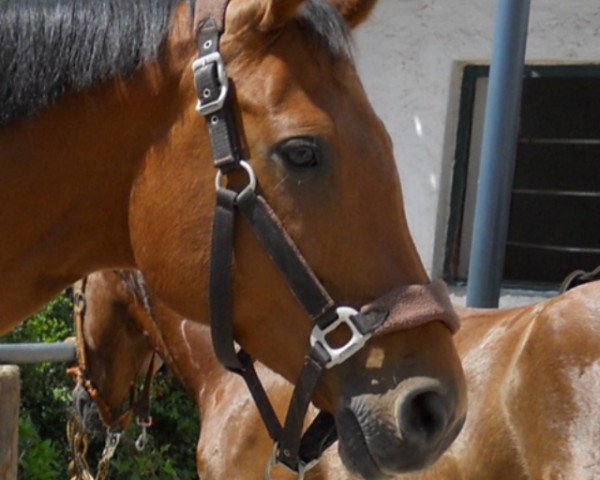 broodmare Cleophatra (Westphalian, 2001, from Cassone)