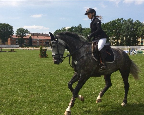 jumper Suri 17 (Hanoverian, 2009, from Wallenberg)