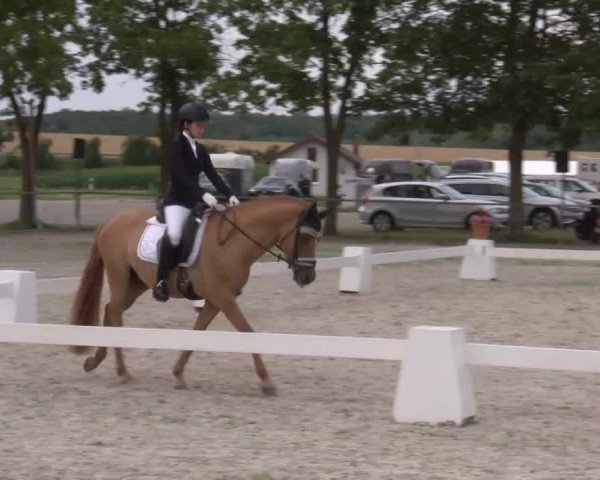 Reitturnier Rot am See- Musdorf 2020