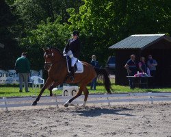 Dressurpferd Captain Jack 56 (Holsteiner, 2011, von Catoo)