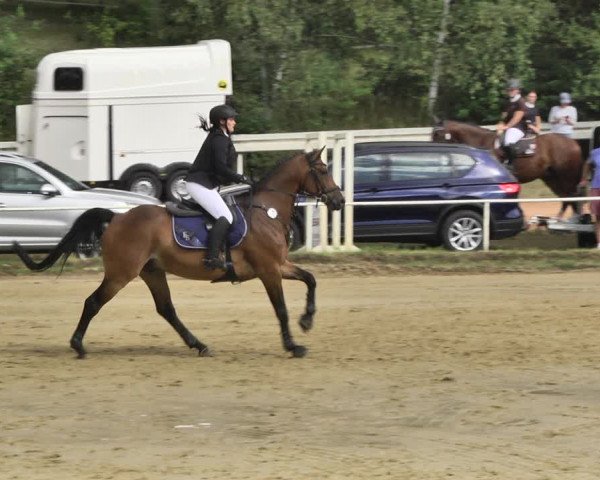 Reitturnier Heiligenwald 2020