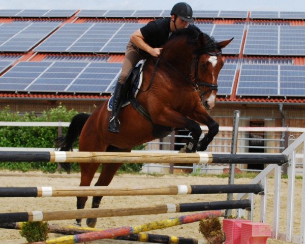 horse Licara KR (Zweibrücken, 2008, from Lissabon 29)