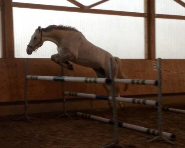 broodmare German's Starlight KR (Zweibrücken, 2006, from German Classic)