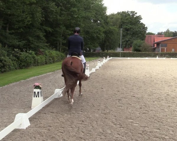 Reitturnier Greven 2020