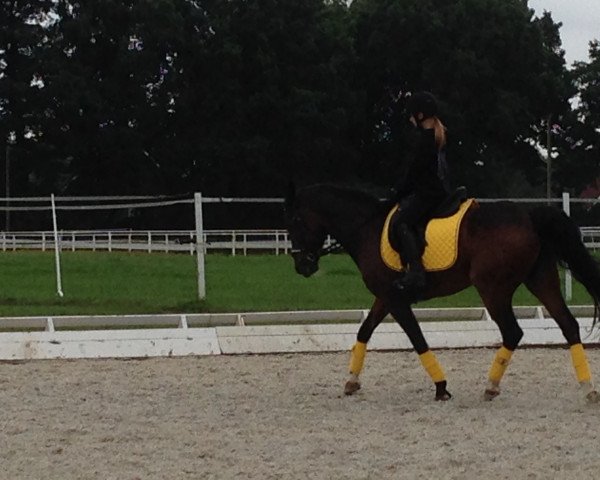 Dressurpferd Justin (Deutsches Reitpony, 1995)
