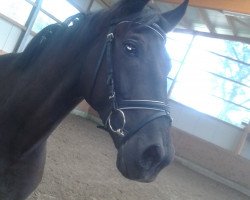 jumper Pennywise 4 (Polish Warmblood, 2009, from Makler II)