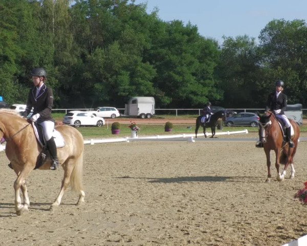 Reitturnier Heiligenwald 2020